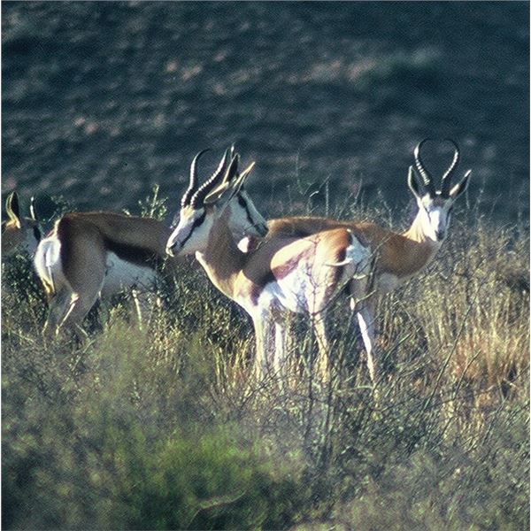South Africa - African Field Sports – Springbuck Grand Slam Plus