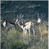 Image 1 : South Africa - African Field Sports – Springbuck Grand Slam Plus