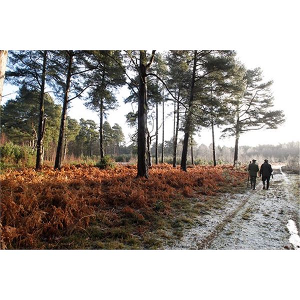 Wonderful Opportunity In the Beautiful French Countryside For Roe Deer