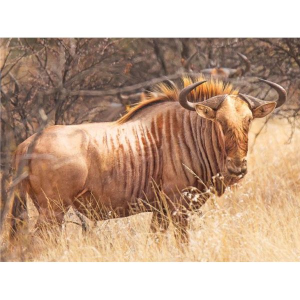 2021/2022 Golden Wildebeest Hunt & Victoria Falls Safari – JANNIE OTTO SAFARIS