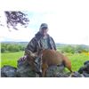 Image 1 : Scotland – Exclusive Spring Roe Deer Hunt In Scotland – International Adventures Unlimited