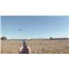 Image 2 : SF Bay Area – Pheasant Hunt and Sporting Clays Package – Birds Landing