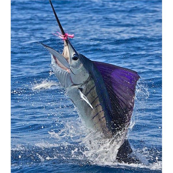 Crocodile Bay Resort - Deluxe 6 Day/5night Sport Fishing and Tourism Package for Two Guests