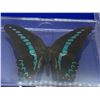 Image 2 : Lot of 3 Mounted and cased butterflies