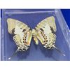 Image 3 : Lot of 3 Mounted and cased butterflies