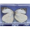 Image 4 : Lot of 3 Mounted and cased butterflies