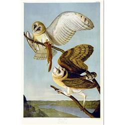 Audubon Bien Edition  Barn Owl,  Pl, 34  #1710688