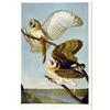 Image 1 : Audubon Bien Edition "Barn Owl," Pl, 34  #1710688