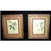 Image 1 : Pair of Antique French Mini- Botanicals #1669597