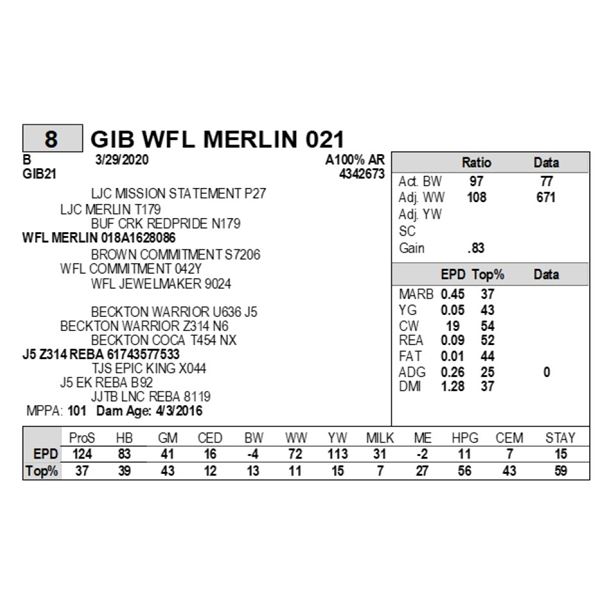 GIB WFL MERLIN 021