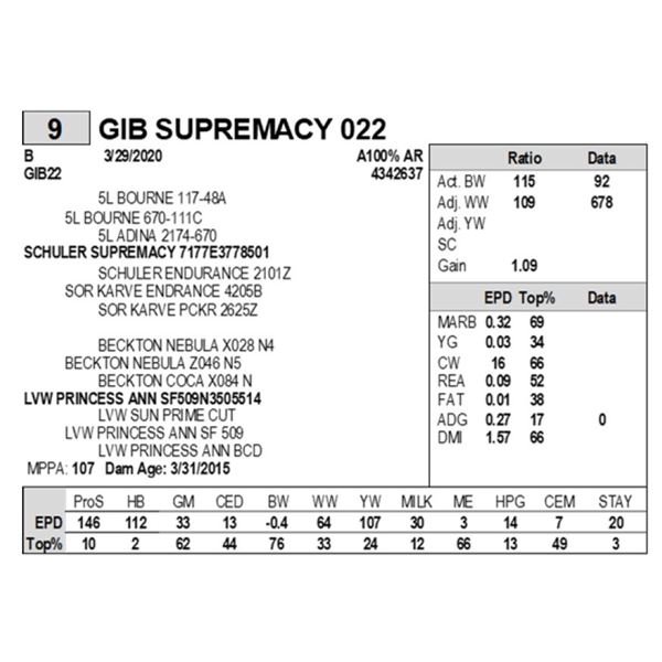 GIB SUPREMACY 022