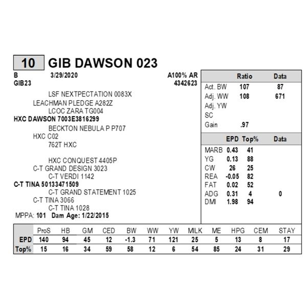 GIB DAWSON 023