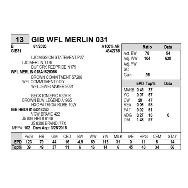 GIB WFL MERLIN 031