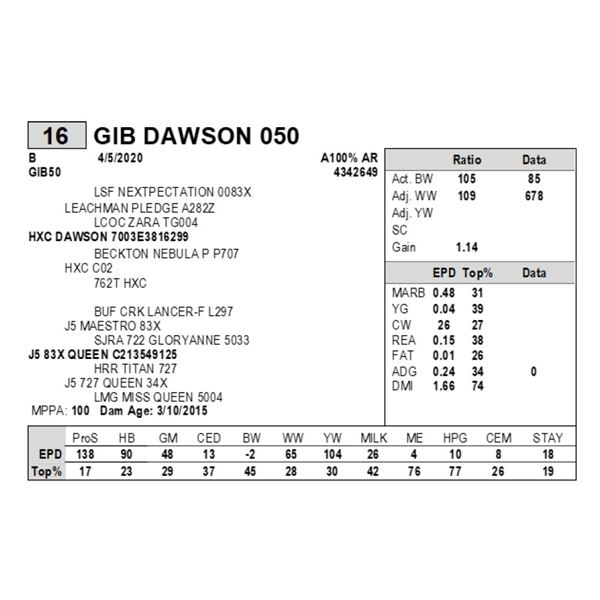 GIB DAWSON 050