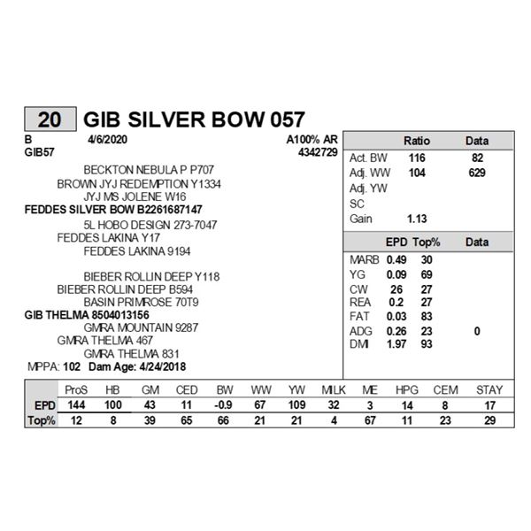 GIB SILVER BOW 057