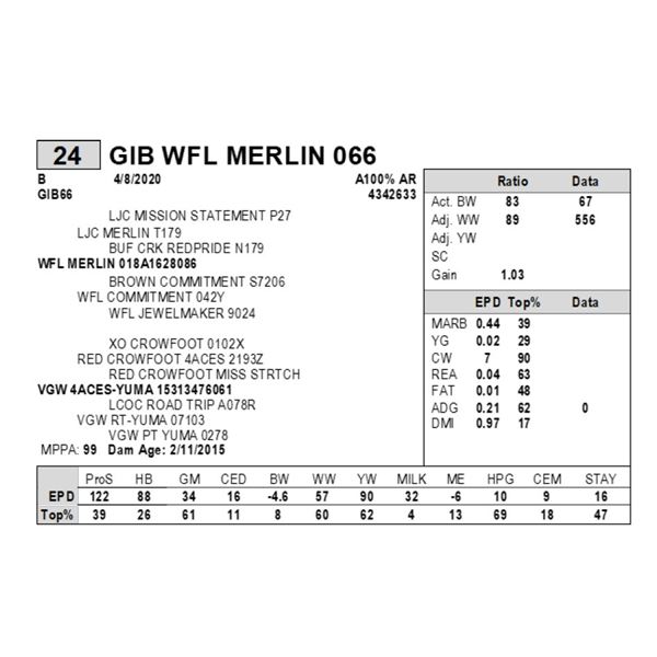 GIB WFL MERLIN 066