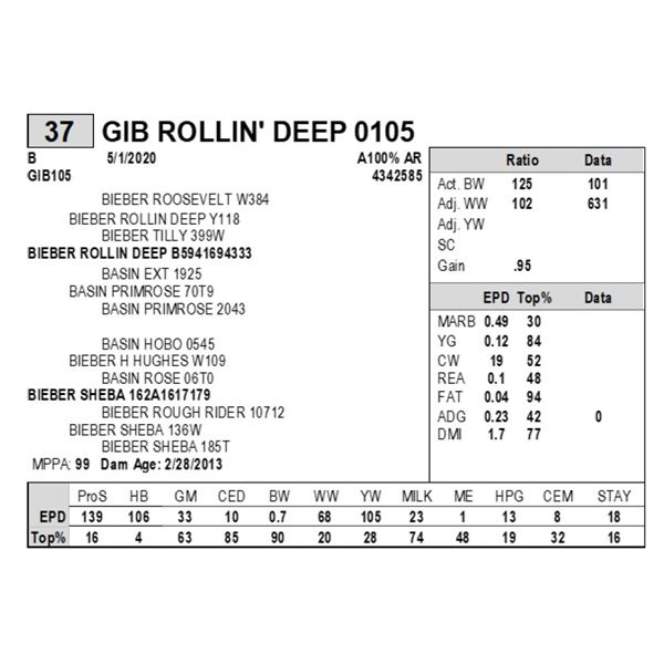 GIB ROLLIN' DEEP 0105