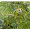 Image 1 : Van Gogh - Grass