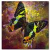 Image 1 : "Amazing Grace" Limited Edition Giclee on Canvas by Simon Bull, Numbered and Sig