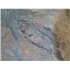 Image 8 : Fish Skeletal Fossil on Rock Slab w/ Stand, 10"Tall