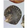 Image 8 : Qty 5 Shells & Necklace, Misc Sizes