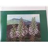 Image 2 : Hawaiian Ecosystems Poster, Bishop Museum 1986-1987 18" x 24.5"