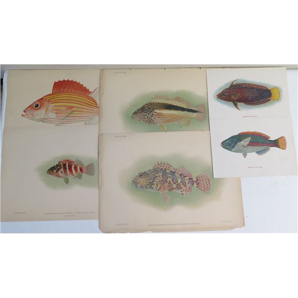 Qty 6 Hawaiian Fish Prints