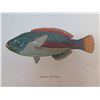 Image 2 : Qty 6 Hawaiian Fish Prints