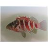 Image 8 : Qty 6 Hawaiian Fish Prints