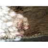 Image 9 : Solid Wood Carved Tray  20" x 84"