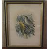 Image 1 : Framed Art, "Avif of Laysan etc." Print 12" x 15"