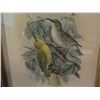 Image 2 : Framed Art, "Avif of Laysan etc." Print 12" x 15"