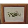 Image 1 : Framed Art, "Puapilo" Botanical Print, Leighton Brothers Printers 17" x 14.25"