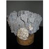 Image 1 : designer Grey/blue, rough coral on a cork base #1686559