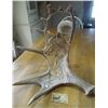Image 1 : Moose Antler Carving