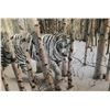Image 1 : Framed  picture of white tiger in forest 24 X40"