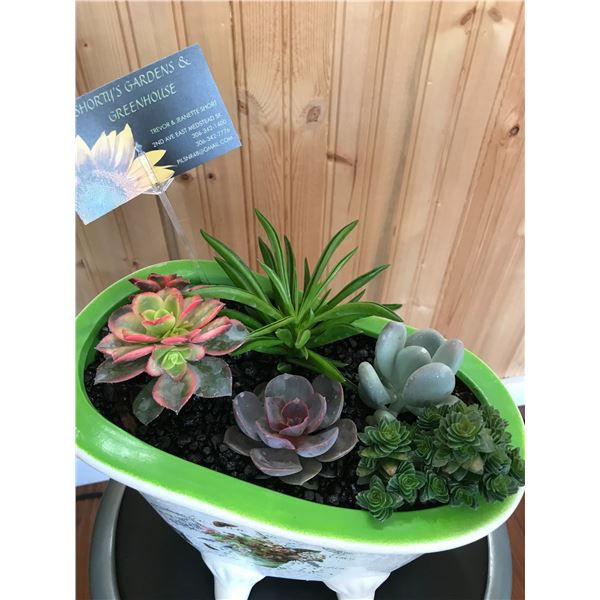 Outside Planter with Succulents