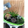 Image 1 : Outside Planter with Succulents