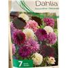 Image 2 : Dahlia and Calla Lily Bulbs