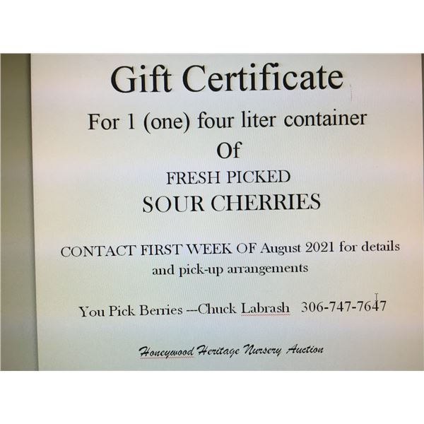 1 four liter container fresh picked sour cherries in season