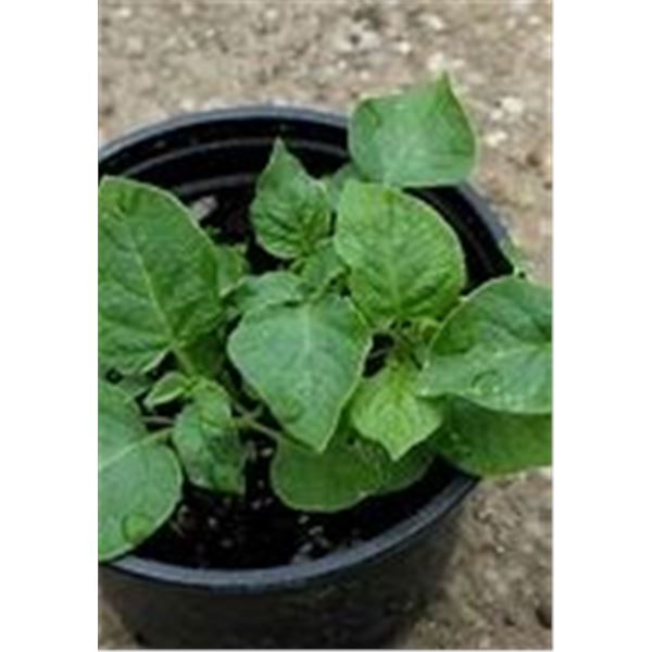 6 started potato plants -pick up at Honeywood Heritage Nursery after May 15,2021