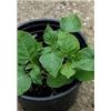 Image 1 : 6 started potato plants -pick up at Honeywood Heritage Nursery after May 15,2021