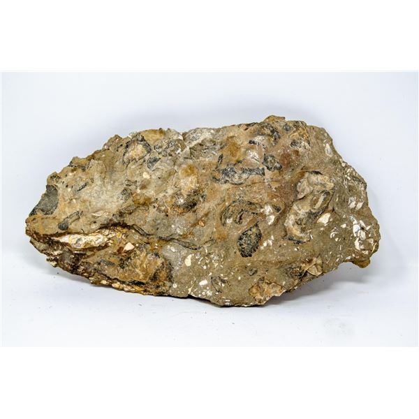 FOSSILIZED SEABED WITH SHELLS PRE HISTORIC