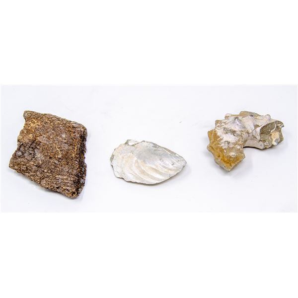 LOT OF THREE PREHISTORIC FOSSILS