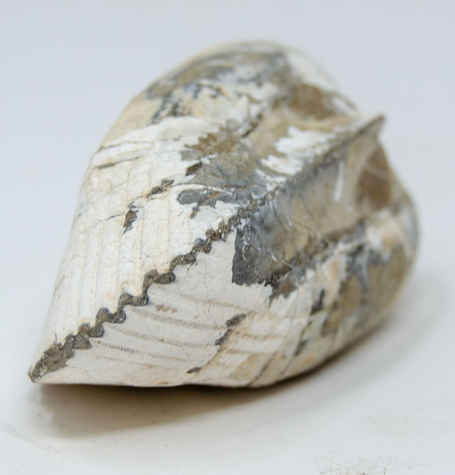 Pre Historic Shell PREHISTORIC FOSSILIZED SEA SHELL