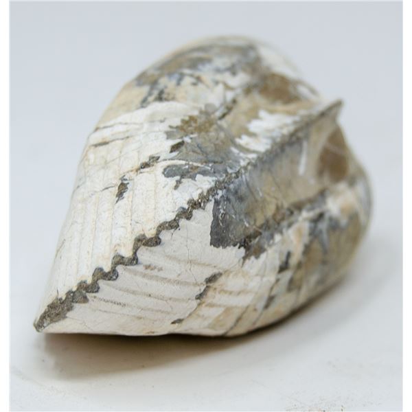 PREHISTORIC FOSSILIZED SEA SHELL