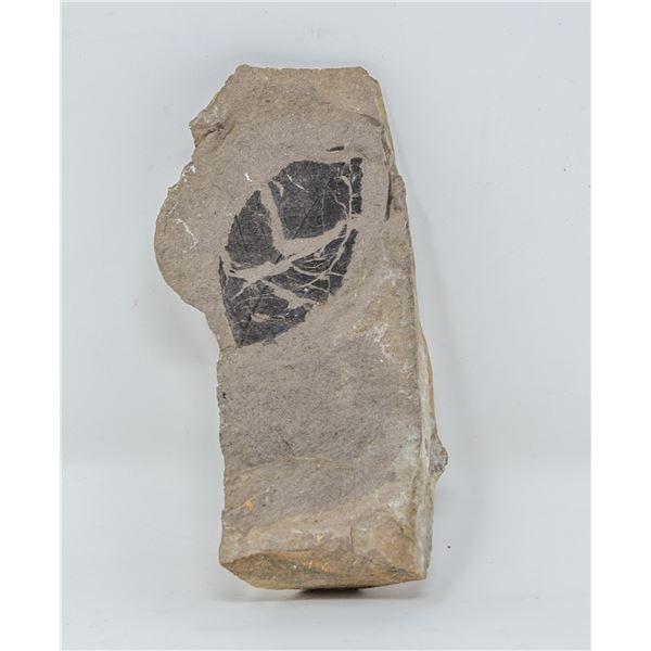 FOSSILIZED LEAF IN STONE PREHISTORIC