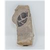 Image 1 : FOSSILIZED LEAF IN STONE PREHISTORIC