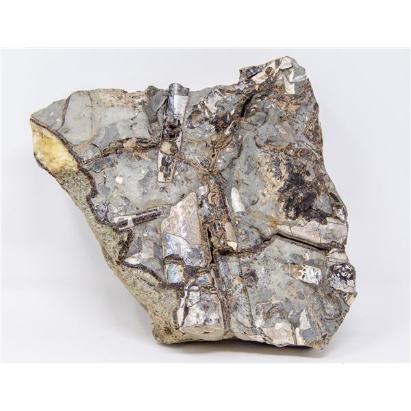 FOSSILIZED BACULITE TENTACLES IN FOSSILIZED