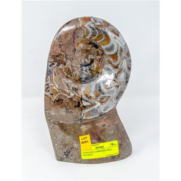 FOSSILIZED AMMONITE SHELL POLISHED